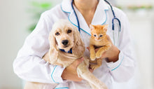 Planes de beneficios PETS (perros y gatos)
