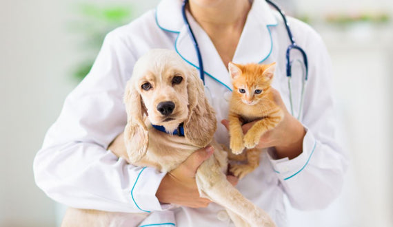 Planes de beneficios PETS (perros y gatos)